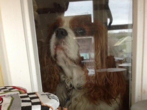 How much is that doggie in the window? Archie at the farm shop window. Free range eggs cakes and preserves for sale in the porch