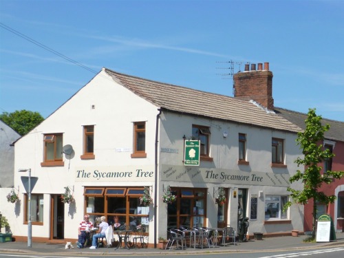 The Sycamore Tree - 