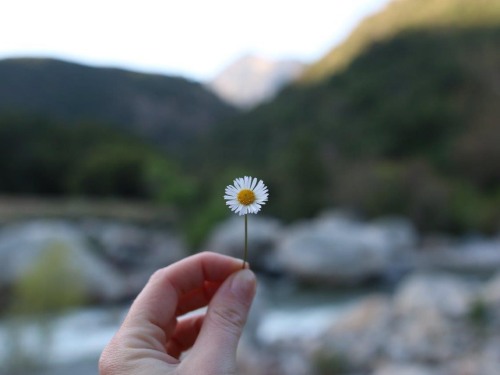 Flowers, mountains, and the river!