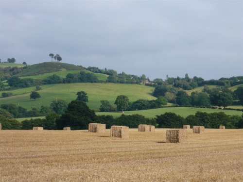 Rural Walk - Harvest in Herefordshire