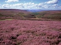 The North Pennines Area of Outstanding Natural Beauty