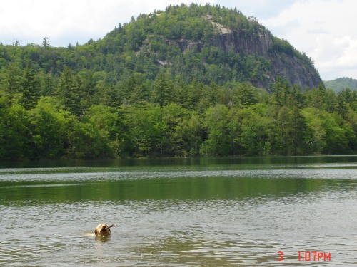 Our Lab Whitman swimming in a lake just a few miles from our lodge!