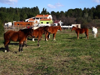les chevaux d'Aurore