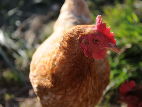 Have a chat with the friendly free-range chickens