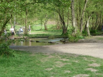 View From Property - Cannock Chase Forest