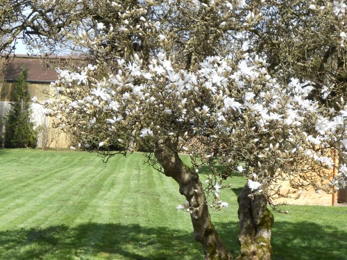 Des magnolias de 200 ans