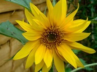 September Sunflower