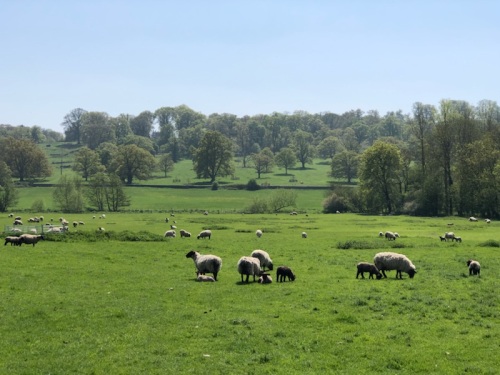View during Sherborne Castle estates walk