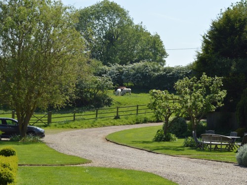 Driveway and cows