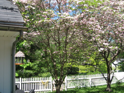 Guesthouse Backyard - Flowering Trees in Springtime