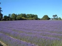 Jersey Lavender Farm