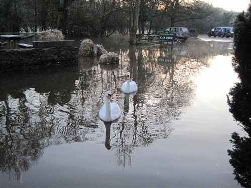 Two locals go for a swim