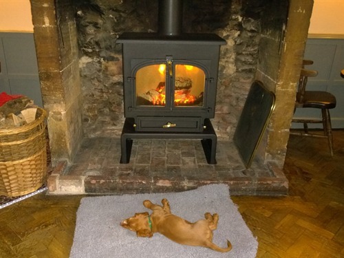 The puppy enjoying the fire