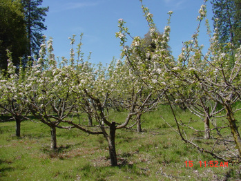 Blooming Apple Trees