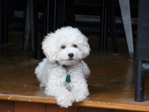 "Monsieur Petit", our friendly miniature poodle