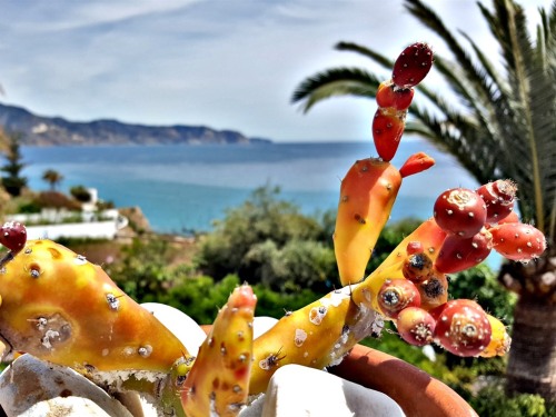 Seaview from Terrace