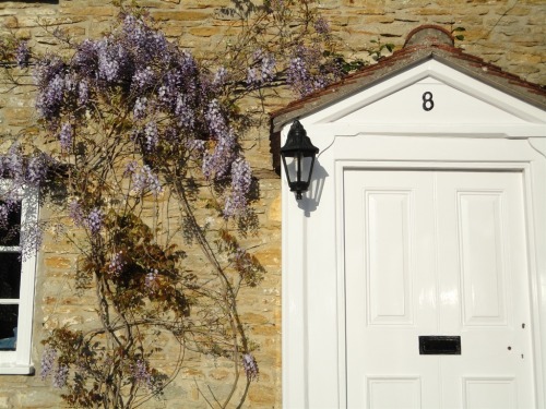 Front Door and Wisteria