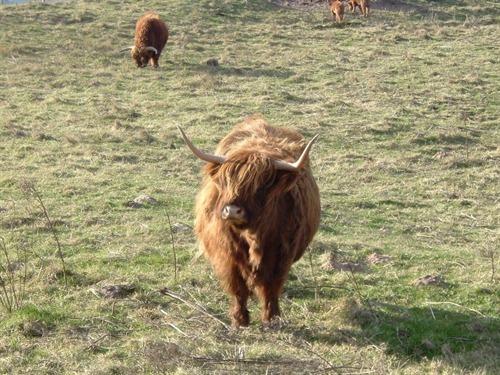 Highland cattle near Carlton Seamill