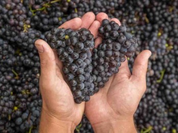 Grapes at Galena Cellars Vineyard & Winery