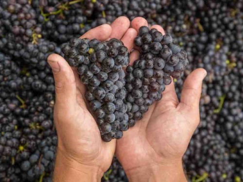 Grapes at Galena Cellars Vineyard & Winery