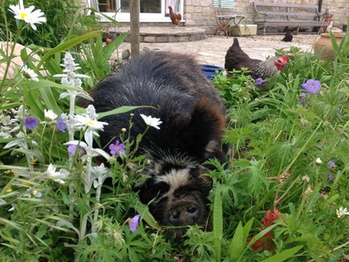 Pet pigs George & Mildred wander in the farmhouse gardens