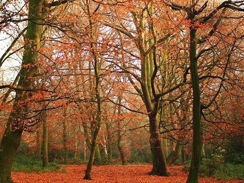Hampstead Heath in Autumn