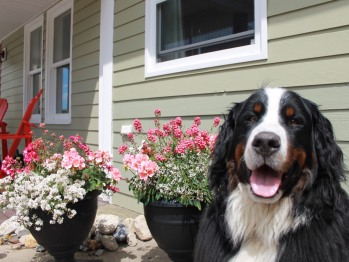Seawind Landing - A warm welcome awaits courtesy of Franklin, the Bernese Mountain Dog