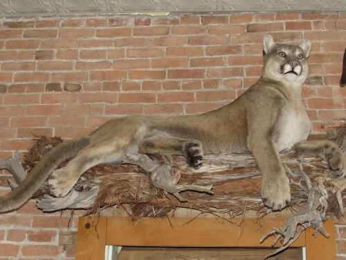 A beautiful mountain lion prepared by our town taxidermy hangs above the entrance of one office.