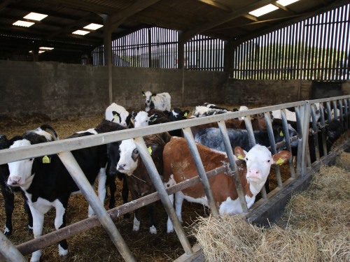 Cattle