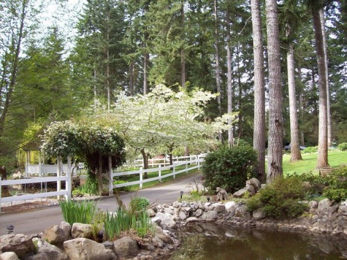 End of Driveway Pond and Trees in Spring