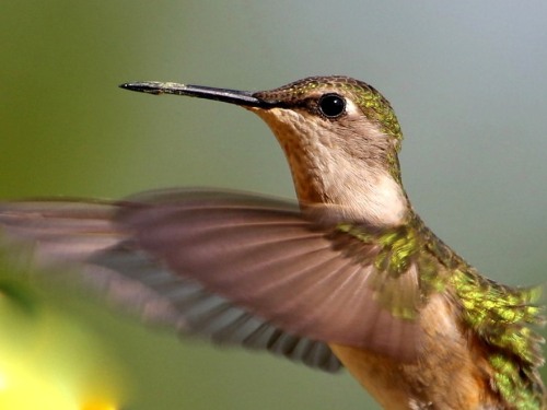 Our hummingbirds delight