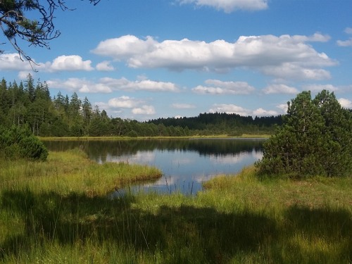 Wildsee