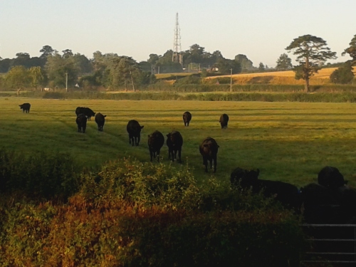 Early morning view of the cattle in the surrounding farmland